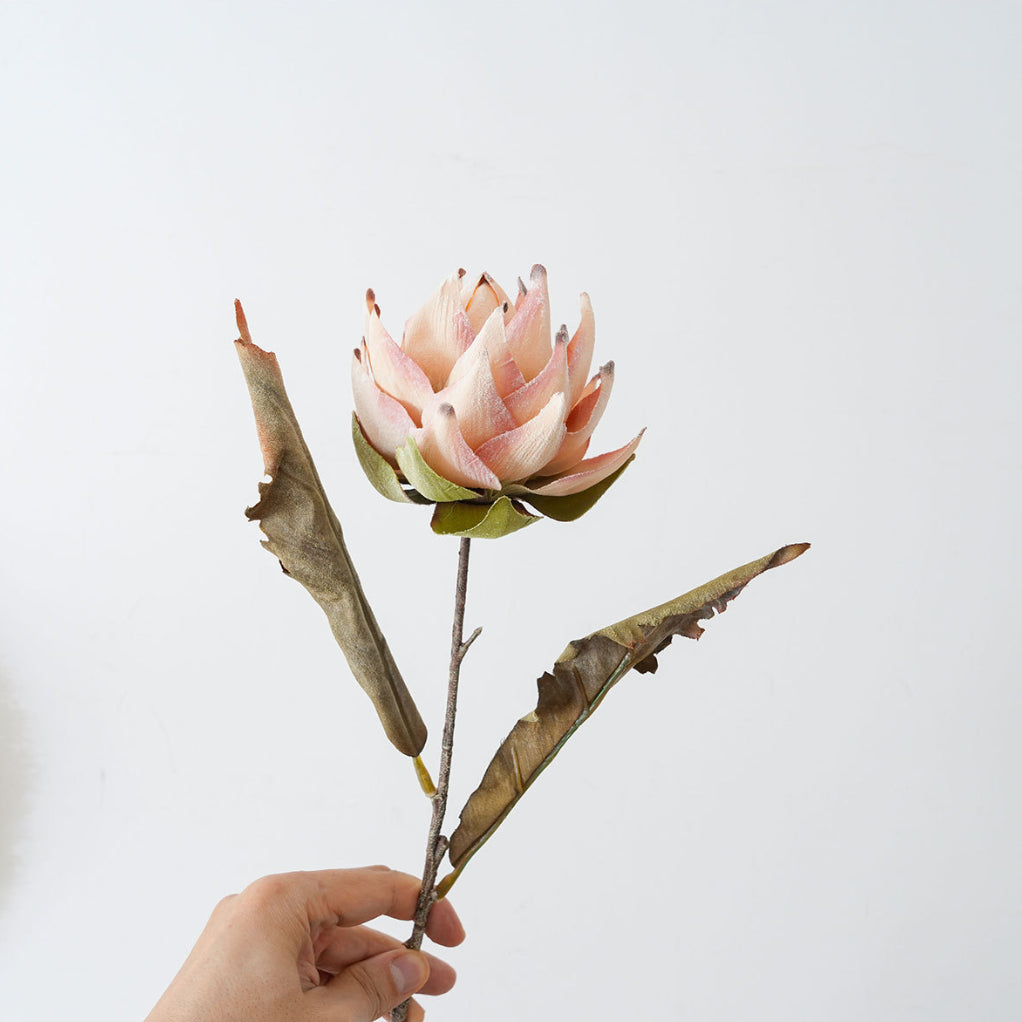 Single blush pink artificial king protea flower stem with rustic leaves on white background