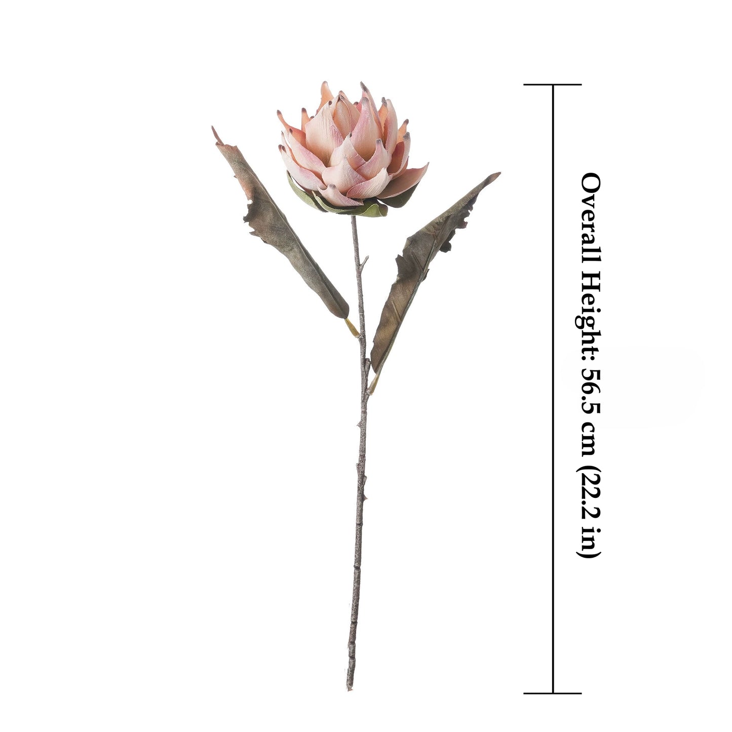 Artificial king protea flower stem size reference showing overall height 56.5 cm